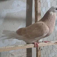 شازده زرد ماده پرشی
