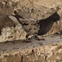 کله سیاه نر|پرنده|اهواز, کوی طلاب|دیوار