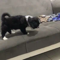 واگذاری سگ پودل|سگ|رشت, حمیدیان|دیوار