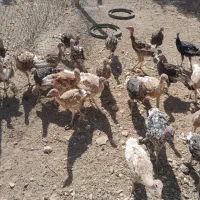 بوقلمون|حیوانات مزرعه|قیدار, |دیوار