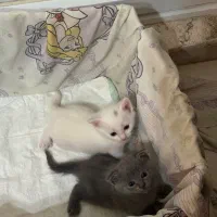 گربه اسکاتیش بلو اشرافی|گربه|آمل, |دیوار