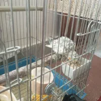 عروس هلندی مولد|پرنده|بروجرد, |دیوار