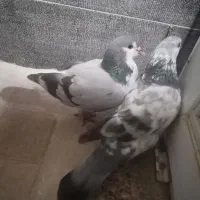 کبوترخوشرنگ سبز|پرنده|بندر گناوه, |دیوار