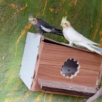 یک جفت عروس هلندی و دو جفت طوطی کوتوله