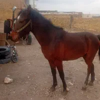 اسب|اسب و تجهیزات اسب‌سواری|سجاس رود, |دیوار