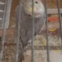 گـمـشـده