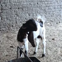 گوسفند پاکستانی|حیوانات مزرعه|یزد, |دیوار