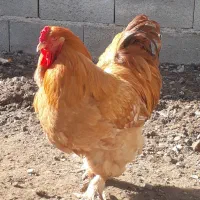 مرغ وخروس برهما|حیوانات مزرعه|گمیشان, |دیوار