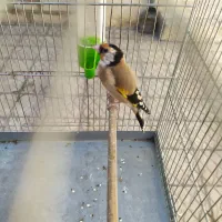 زاده قفس دهن دار درجه یک|پرنده|کرمانشاه, |دیوار