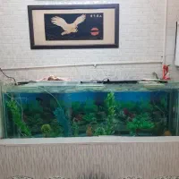 آکواریم آب شیرین 2متری