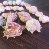 صدف|صنایع دستی و سایر لوازم تزئینی|تهران, مسعودیه|دیوار