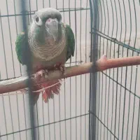 فروش گرینچیک برزیلی  جوجه عروس