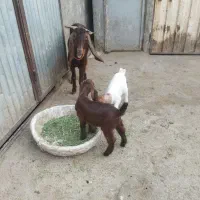 بز و چپش دو قلو