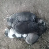 سگ گله و نگهبان (سگ تالشی)|سگ|طاهرگوراب, |دیوار