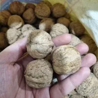 گردو کلات درجه یک امسالی عمده