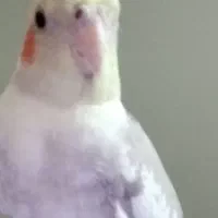 پرنده عروس هلندی