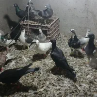 کبوتر پرنده یه بوم|پرنده|دشتابی, |دیوار