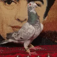 کبوتر