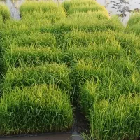 فروش باکس توم هاشمی