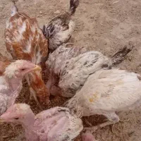 مرغ و خروس و جوجه لاری اصل|حیوانات مزرعه|هیرمند, |دیوار