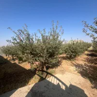 باغ-با-درب-و-دیوار-دهنو-خانه-زنیان