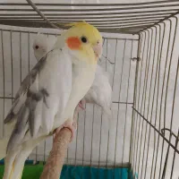 عروس|پرنده|سمیرم, |دیوار