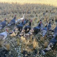 بوقلمون محلی|حیوانات مزرعه|صحنه, |دیوار