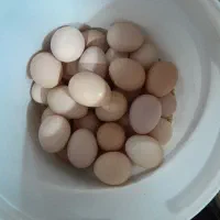 تخم مرغ محلی خوراکی تازه