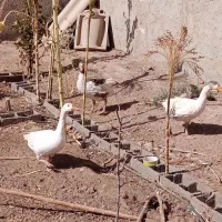 غازنروماده|حیوانات مزرعه|قزوین, |دیوار