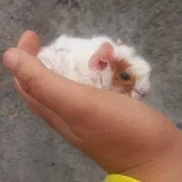 خوکچه هندی|موش و خرگوش|مشهد, پورسینا|دیوار