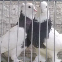 کبوتر زینتی|پرنده|صدرا-فارس, فاز ۱|دیوار