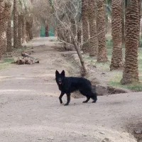 سگ گمشده