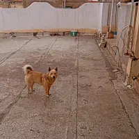سگ پاکوتاه گمشده|حیوانات|تهران, شهرک صدرا|دیوار