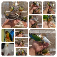 گرینچیک ، برزیلی ، عروس هلندی