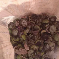 پوست گردو