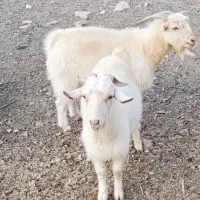فروش دام
