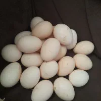 تخم مرغ گلین و تخم اردک اسرائیلی نطفه دار