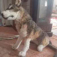 عروسک گرگ بزرگ|اسباببازی|کاشان, فاز ۲ ناجی آباد|دیوار