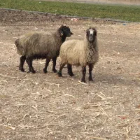 میش|حیوانات مزرعه|پاسارگاد, |دیوار