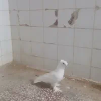 پرنده|حراج|قم, ناصردیوان|دیوار