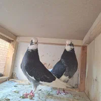 کفتر اصل دولاب