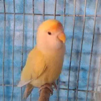 معاوضه با کتوله فیشر ماده