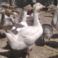 ۱۷عددغازجنس دار