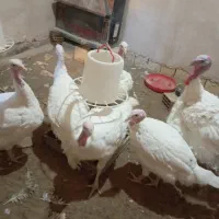 فوری فوری بوقلمون بیوتی 6تخم گذار قیمت مناسب