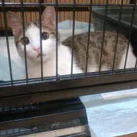 واگذاری گربه یازده ماهه