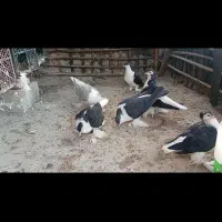 کبوتر لاهوری