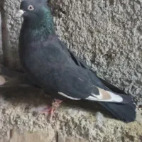 کبوتر قره سینه