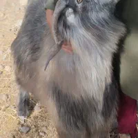 گوسفند آماده کشتن