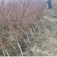 فروش صنوبر یارانه ای 20تومن سه متری در نهالستان|خدمات باغبانی و درختکاری|شهر بابک, |دیوار