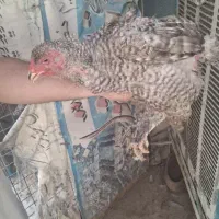 مرغ و خروس و جوجه برهما امپراطور اصل|حیوانات مزرعه|تهران, خانی آباد نو شمالی|دیوار